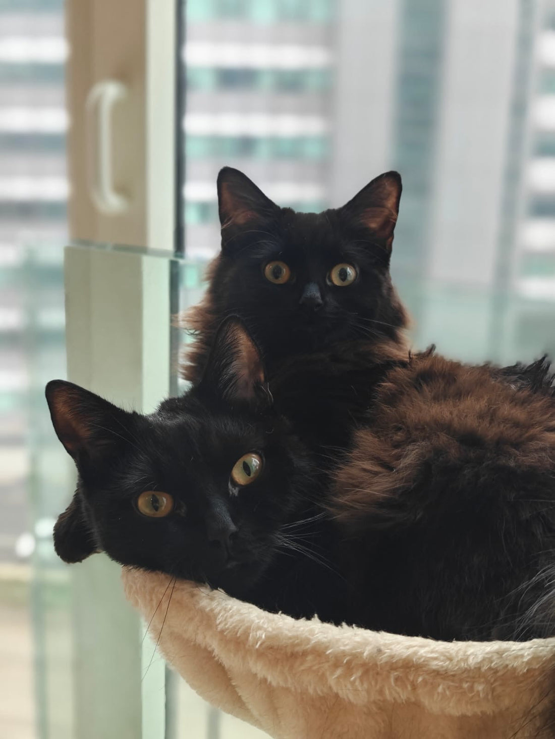 Essential Oils and Cats